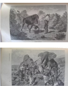 höhnel lajos utazása rudolf tavakhoz