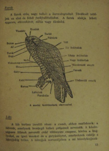 Pátkai Imre - Ragadozó Madaraink ornitologia