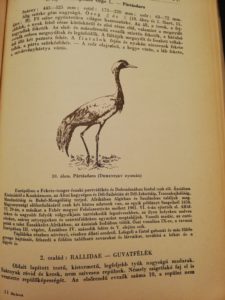 Aves - Madarak