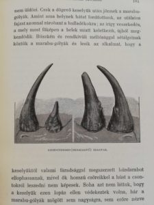 Teleki Sámuel orrszarvu vadaszat