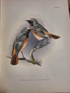 Madarász Gyula - Magyarország madarai 1903