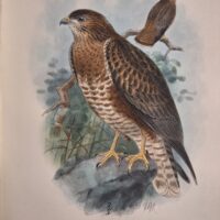 Madarász Gyula - Magyarország madarai ornitologia