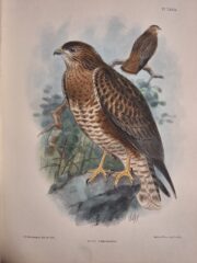 Madarász Gyula - Magyarország madarai ornitologia