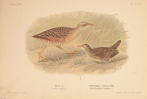 pettyes vizicsibe